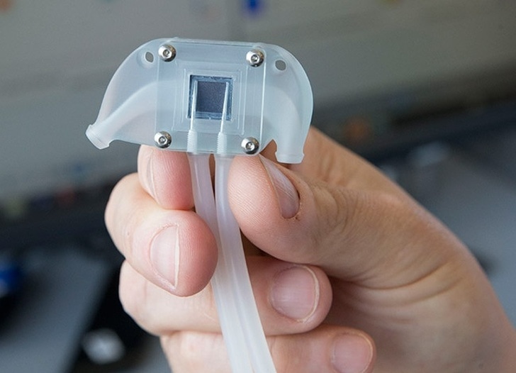 Bionic Kidney Project _ Implantable bioartificial kidney achieves ...